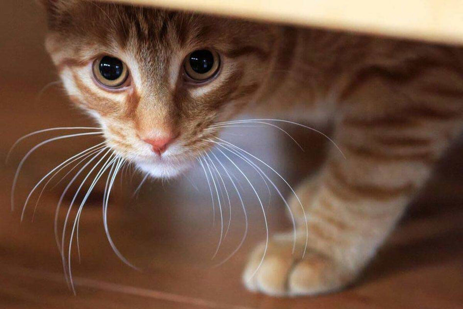 Comment aider mon chat à faire pipi dans sa litière