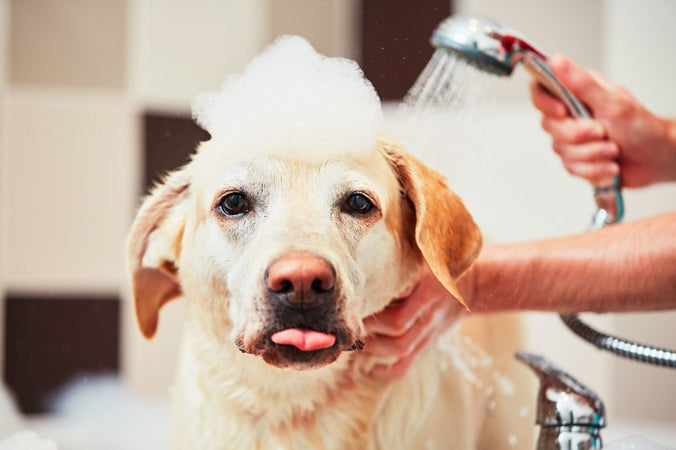 Le chien : comment bien s’en occuper ? Le chien : comment bien s’en occuper ?