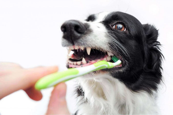 Quels sont les différents types de soins dentaires chez le chien ? Quels sont les différents types de soins dentaires chez le chien ?