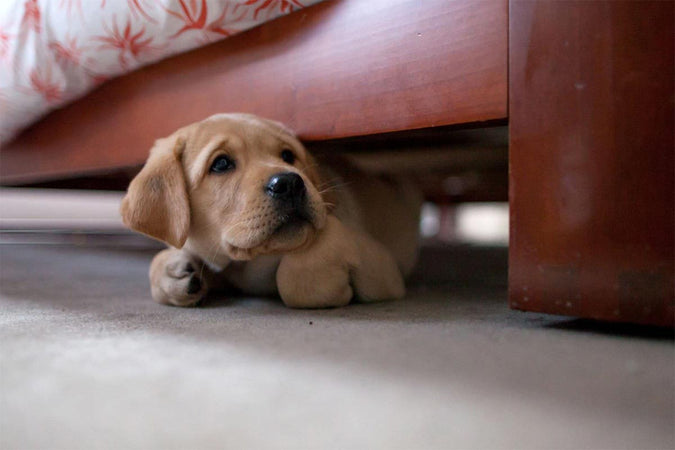 Mon chien ne veut pas sortir et refuse les balades : que faire ? Mon chien ne veut pas sortir et refuse les balades : que faire ?