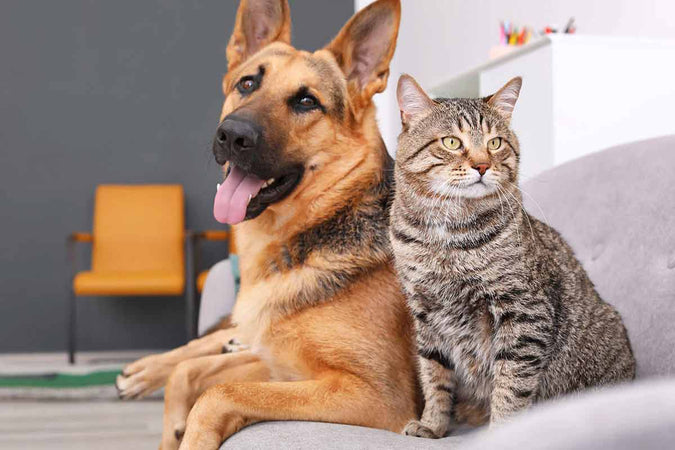 Le CBD et ses nombreux bienfaits sur les animaux Le CBD et ses nombreux bienfaits sur les animaux
