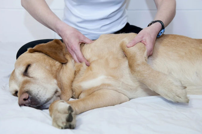 Douleurs articulaires canines : Ce qu’il faut absolument savoir Douleurs articulaires canines : Ce qu’il faut absolument savoir