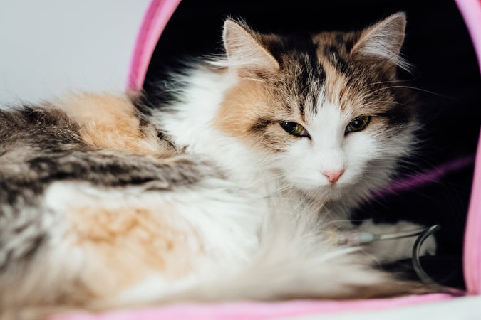 Épilepsie chez les chats : comment la traiter naturellement ? Épilepsie chez les chats : comment la traiter naturellement ?