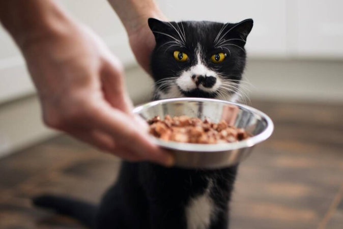 Comment bien nourrir son chat ? Comment bien nourrir son chat ?