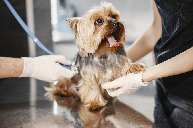 Tout ce qu’il faut savoir sur le CBD pour animaux ? Tout ce qu’il faut savoir sur le CBD pour animaux ?