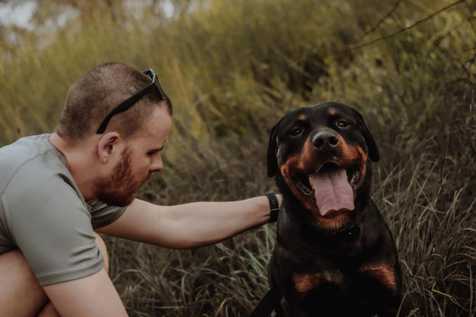 Quels sont les prérequis pour réussir l’éducation d’un Rottweiler ? Quels sont les prérequis pour réussir l’éducation d’un Rottweiler ?