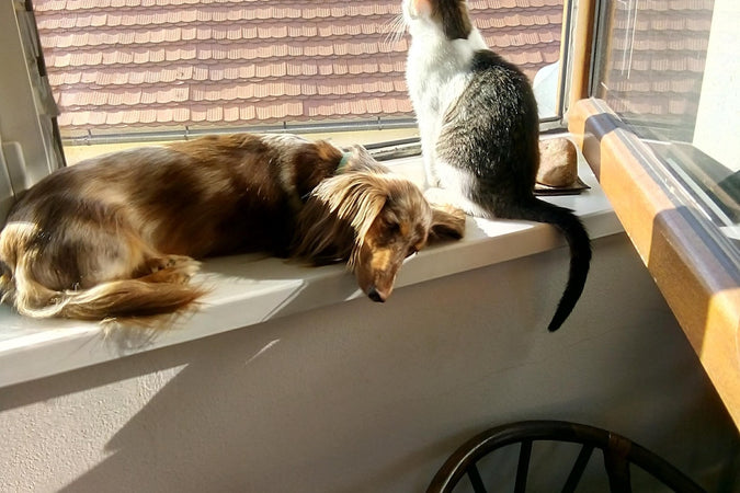 Quels sont les indications et modes d’administration du CBD pour chats et chiens? Quels sont les indications et modes d’administration du CBD pour chats et chiens?