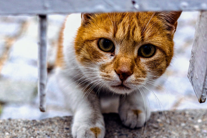 Comment reconnaître une chlamydiose chez le chat ? Comment reconnaître une chlamydiose chez le chat ?