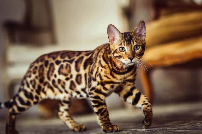 Classements des 10 chats les plus mignons du monde Classements des 10 chats les plus mignons du monde