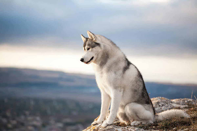 Classement des 10 chiens les plus beaux du monde Classement des 10 chiens les plus beaux du monde
