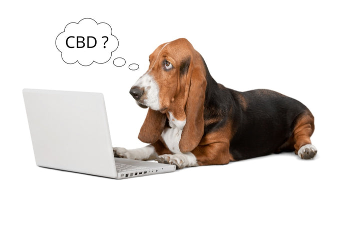 Les questions fréquentes sur le CBD pour les animaux Les questions fréquentes sur le CBD pour les animaux