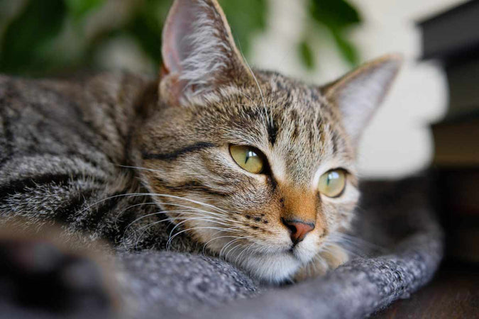 Le CBD peut-il aider les chats avec des crises d’épilepsie ? Le CBD peut-il aider les chats avec des crises d’épilepsie ?