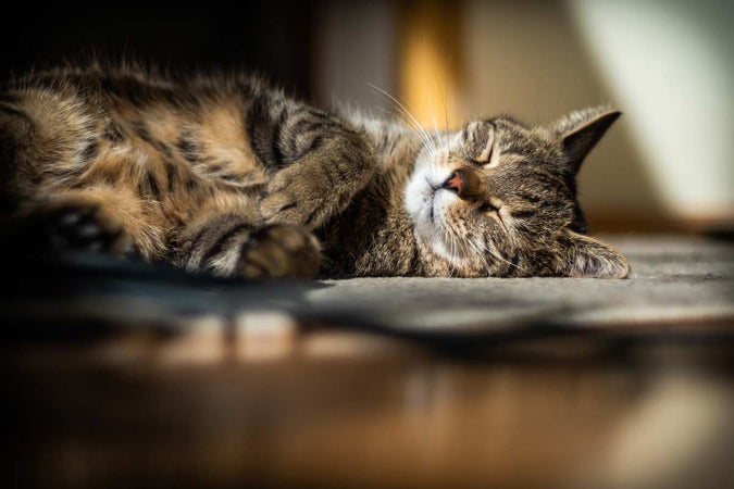 Mon chat ronfle : dois-je m'en inquiéter ? Mon chat ronfle : dois-je m'en inquiéter ?
