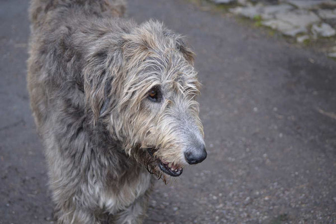 Quels sont les bienfaits du CBD pour les chiens âgés ? Quels sont les bienfaits du CBD pour les chiens âgés ?
