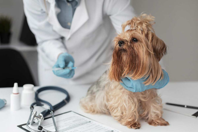 Vaccination du chien : ce qu’il faut savoir Vaccination du chien : ce qu’il faut savoir