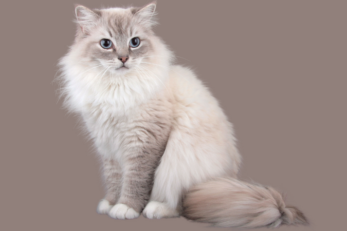 Choupette ou le bien-être du Sacré de Birmanie signé Lagerfeld Choupette ou le bien-être du Sacré de Birmanie signé Lagerfeld