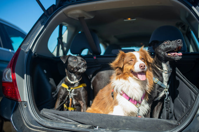 Déménagement : comment aider votre chien à être à l’aise ? Déménagement : comment aider votre chien à être à l’aise ?