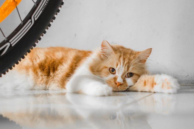 Mon chat manque d'appétit, que faire ? Mon chat manque d'appétit, que faire ?