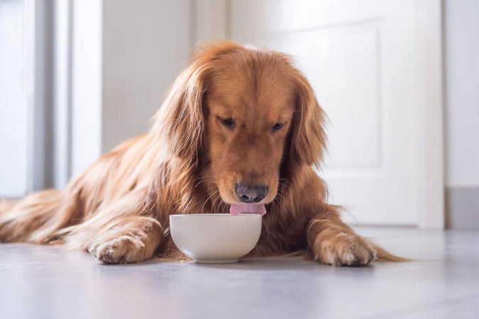 Zoom sur les besoins alimentaires d’un chien âgé Zoom sur les besoins alimentaires d’un chien âgé