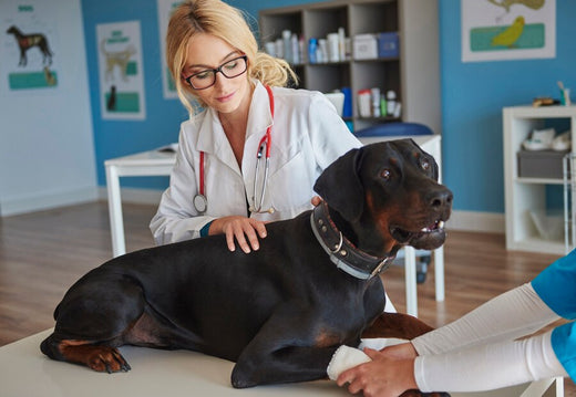 Quels sont les signes d’une maladie cardiaque chez les chiens ? Quels sont les signes d’une maladie cardiaque chez les chiens ?