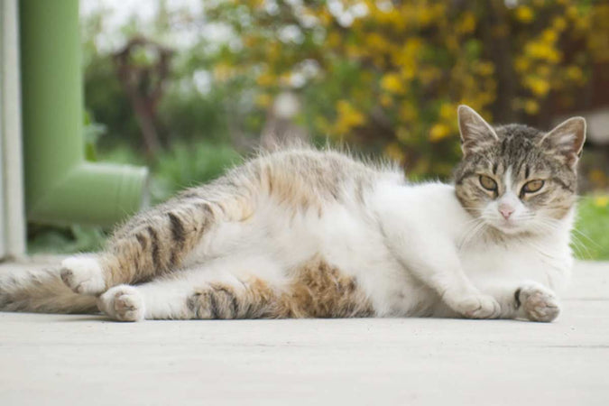 Quelle différence entre la castration et stérilisation du chat ? Quelle différence entre la castration et stérilisation du chat ?