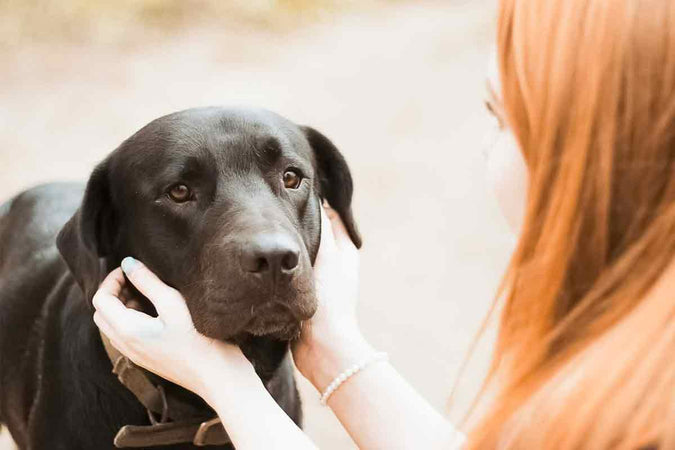 Soulager l'arthrose canine : le pouvoir apaisant du CBD! Soulager l'arthrose canine : le pouvoir apaisant du CBD!