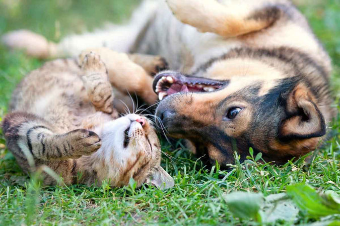Le chat-chien : un phénomène en vogue ! Le chat-chien : un phénomène en vogue !