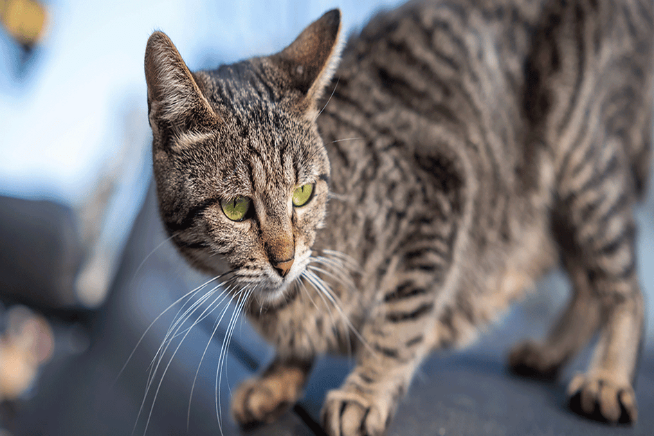 L'utilisation du CBD dans le traitement des maux des chats - Kuch – KUCH