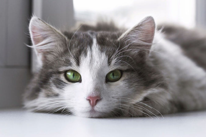 Bien-être animal du chat : on (re)découvre les remèdes de grand-mère Bien-être animal du chat : on (re)découvre les remèdes de grand-mère