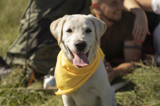 Top 10 des races de chiens de sauvetage Top 10 des races de chiens de sauvetage