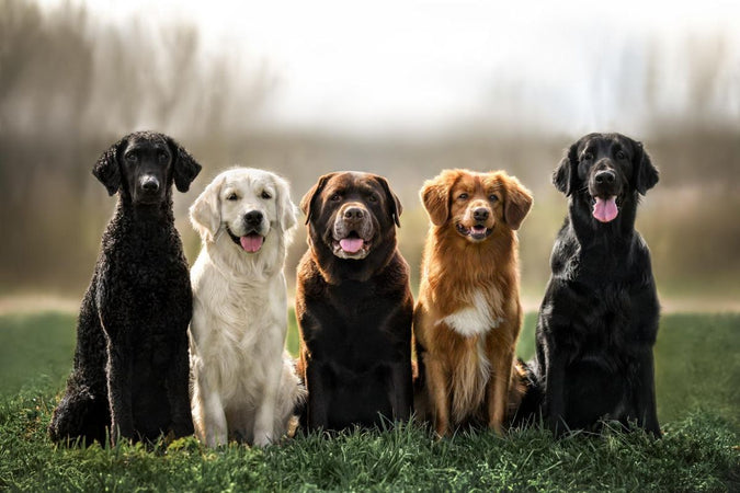 Quelle est l'espérance de vie des chiens de race ? Quelle est l'espérance de vie des chiens de race ?