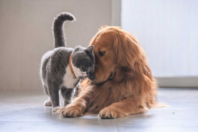 Nos astuces pour faire cohabiter un chien et un chat Nos astuces pour faire cohabiter un chien et un chat