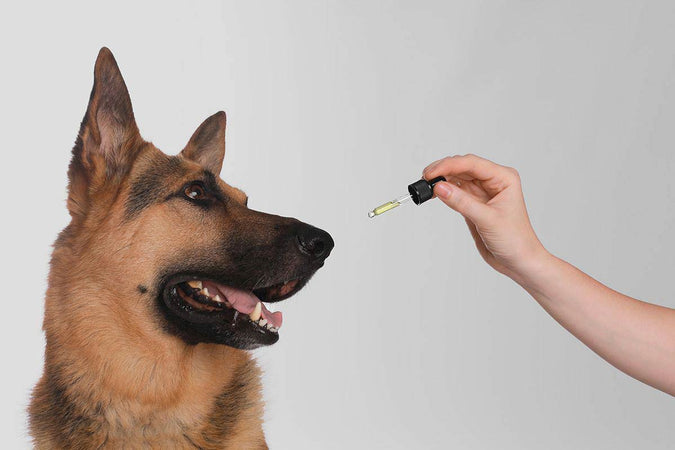 Le CBD peut-il être bénéfique pour les chiens atteints de cancer ? Le CBD peut-il être bénéfique pour les chiens atteints de cancer ?