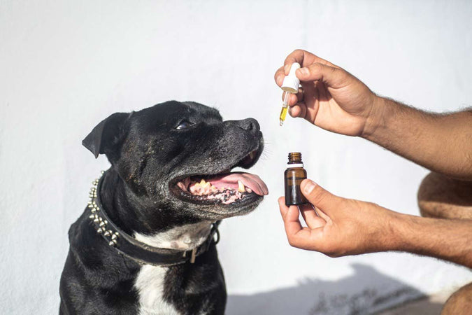 Le CBD pour chien : un remède naturel pour soulager l’anxiété et les douleurs Le CBD pour chien : un remède naturel pour soulager l’anxiété et les douleurs