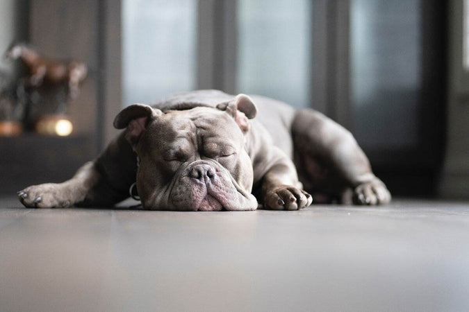 Maladie d'Addison chez le chien : qu'est-ce que c'est ? Maladie d'Addison chez le chien : qu'est-ce que c'est ?