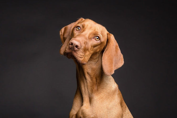 Discipline et troubles de mobilité chez le chien : on fait le point Discipline et troubles de mobilité chez le chien : on fait le point