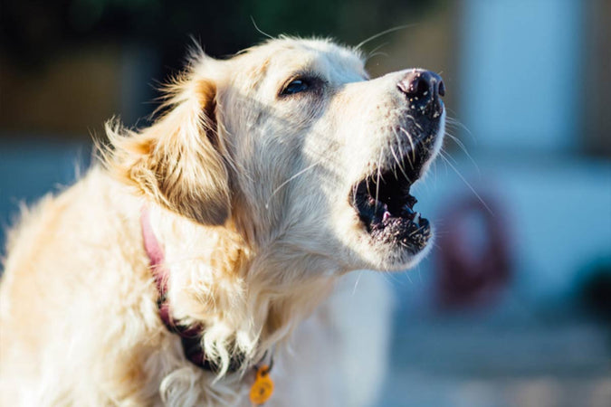 Astuces pour empêcher l’aboiement excessif de son chien Astuces pour empêcher l’aboiement excessif de son chien