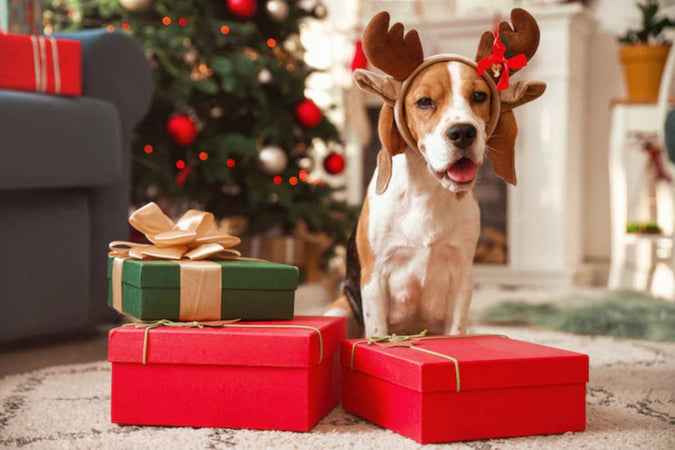 Astuces pour trouver le cadeau de Noël parfait pour son chien Astuces pour trouver le cadeau de Noël parfait pour son chien