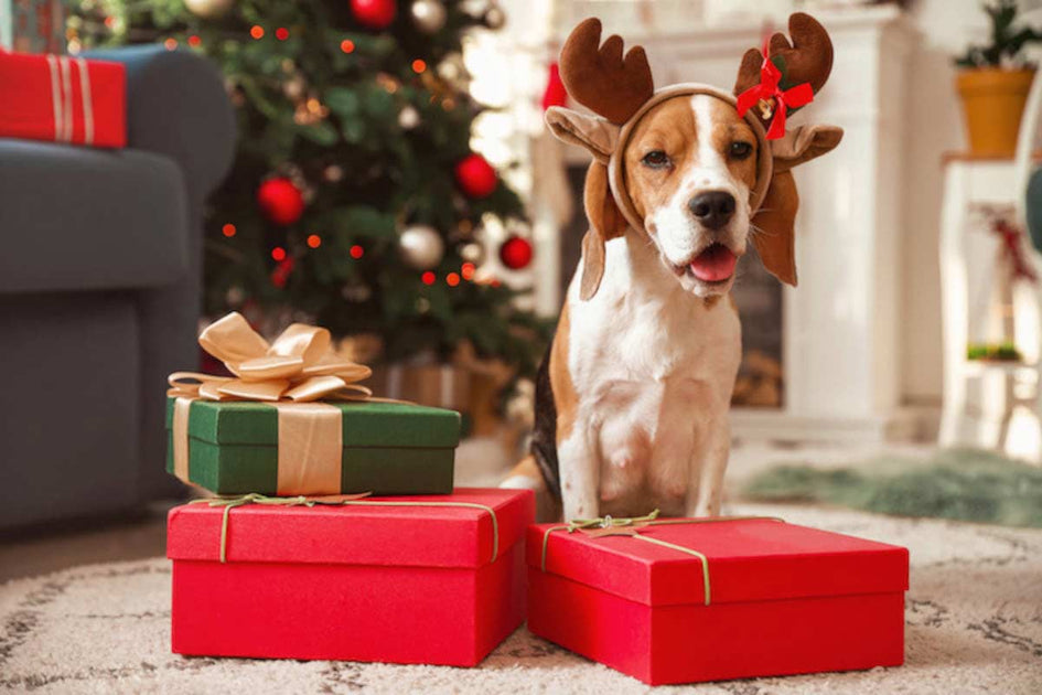 Idées cadeaux d'ici pour votre chien à Noël