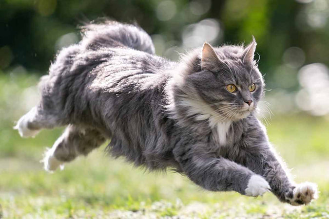 Quels sont les compléments alimentaires au CBD pour chat ? Quels sont les compléments alimentaires au CBD pour chat ?