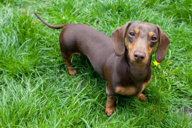 Le Teckel : un petit chien qui a du caractère Le Teckel : un petit chien qui a du caractère