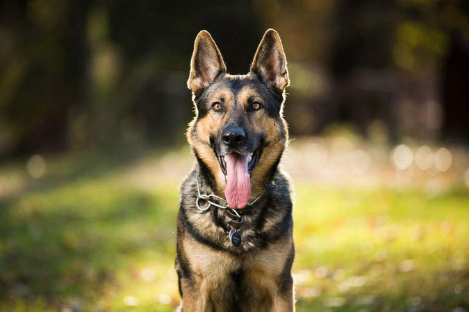 Top 10 des chiens de garde Top 10 des chiens de garde