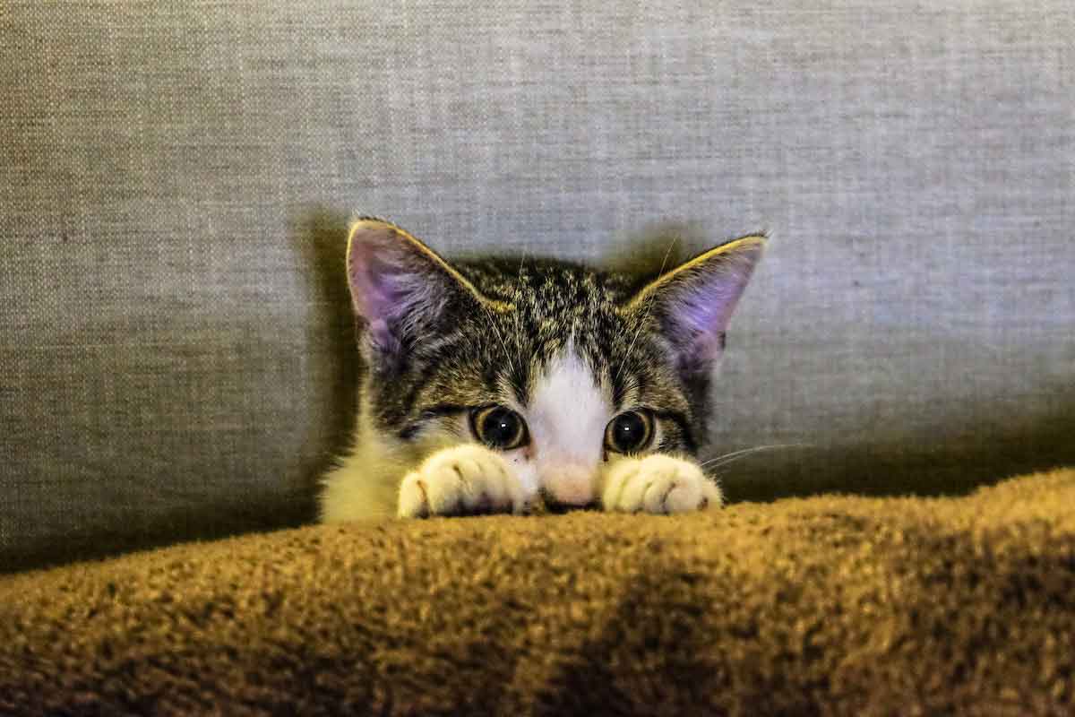 Tout savoir sur la gale chez les chats