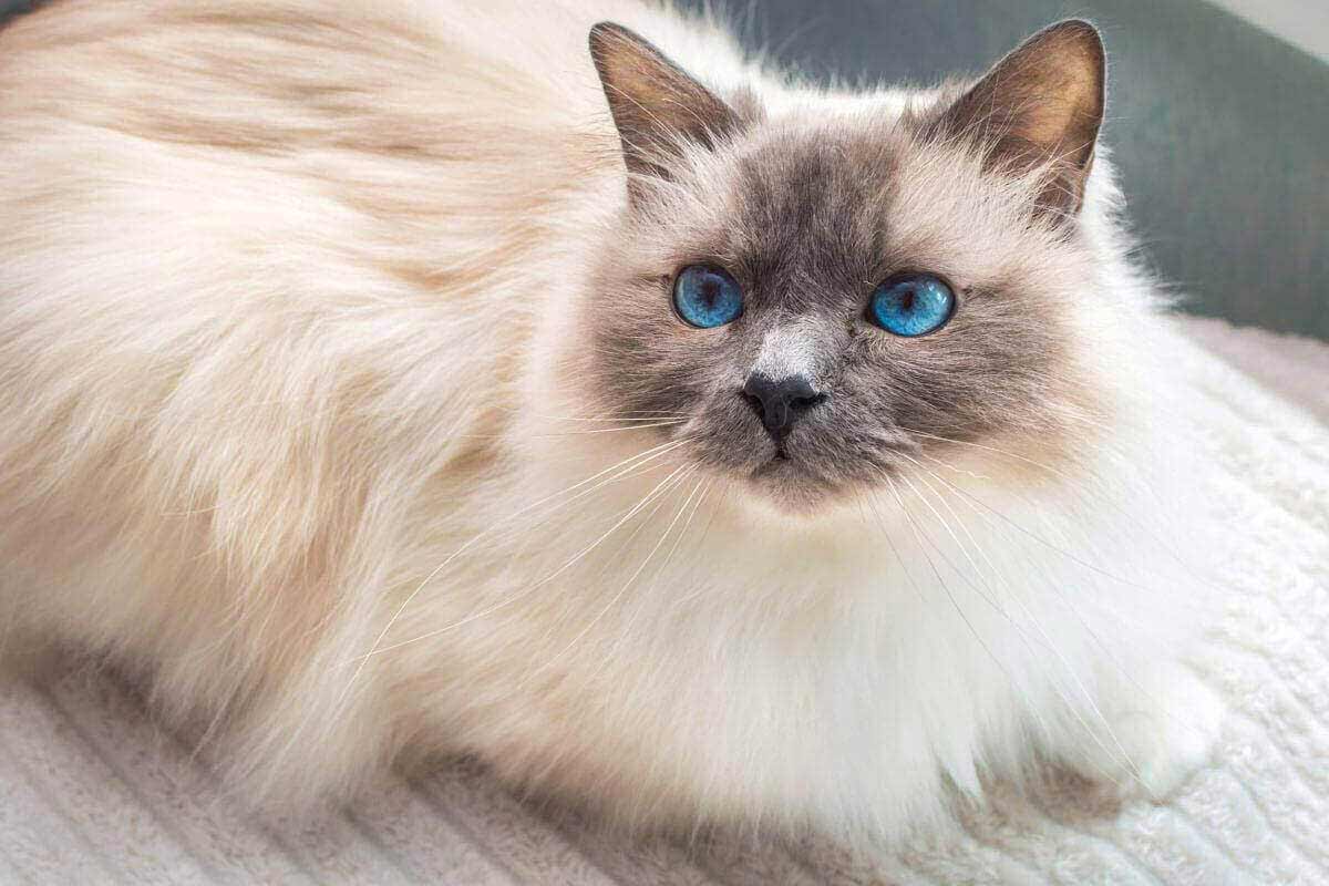 Le chat Sacré de Birmanie : caractéristiques, santé et conseils d'élevage