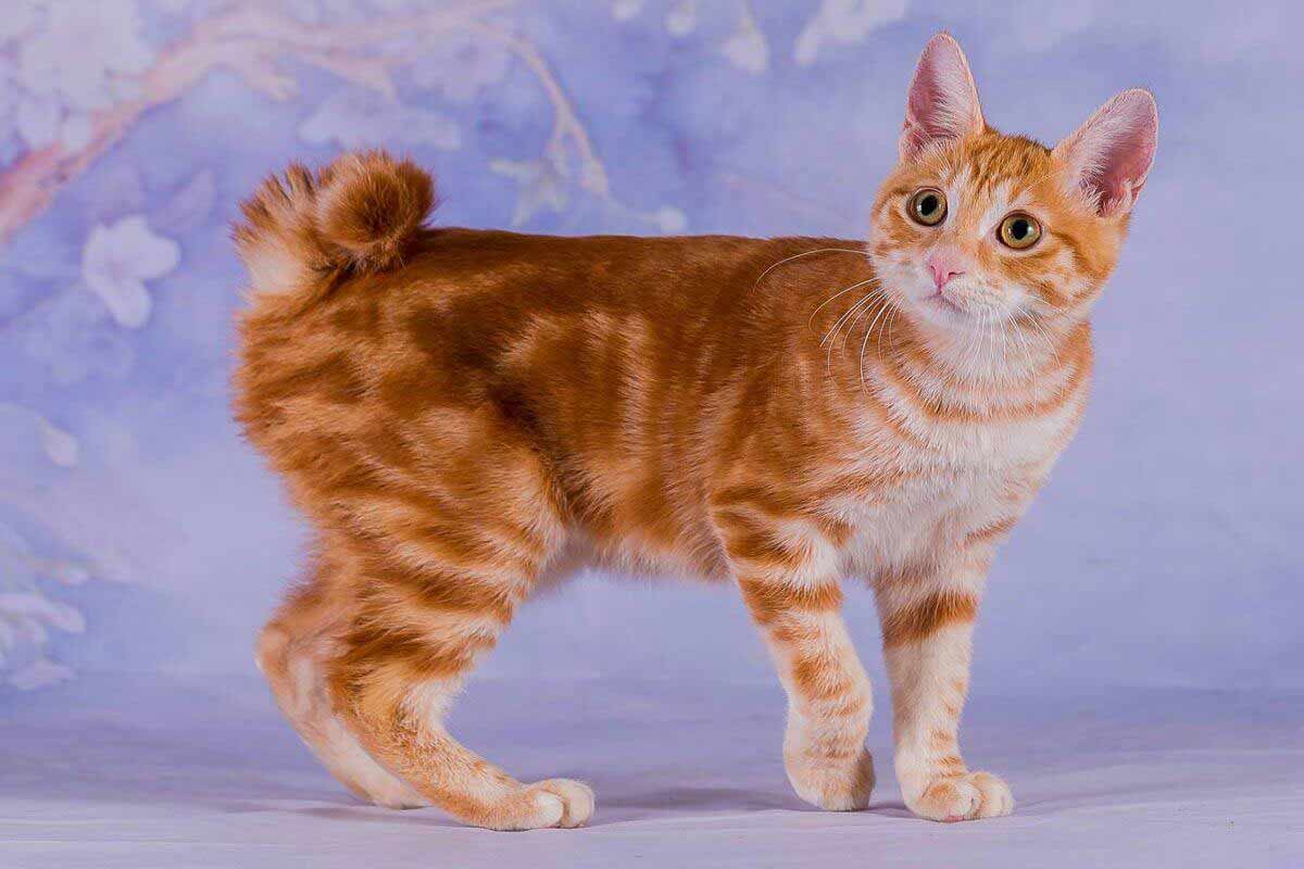 Bobtail Japonais, comment prendre soin de cette race de chat spécifique ?