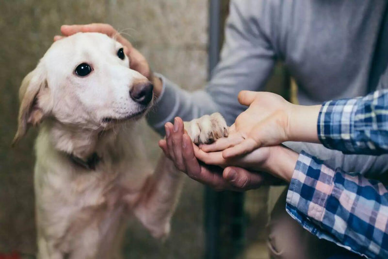 Adopter un chien est une décision profonde » : entretien avec