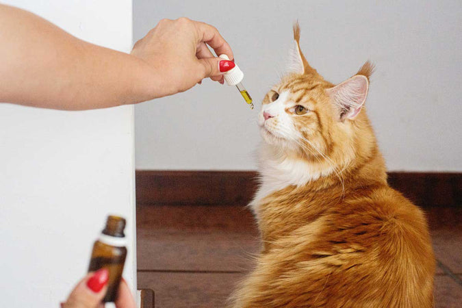 Pourquoi les produits CBD pour chat sont recommandés ?