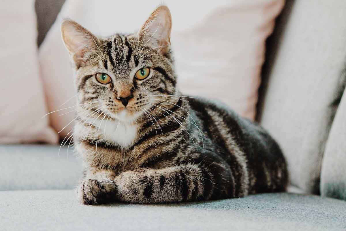 Quels sont les symptômes de troubles digestifs chez le chat ?