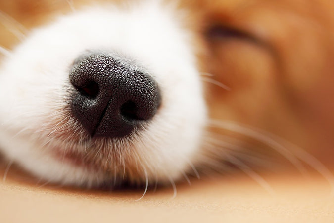 L'odorat des chiens leur permet de détecter le stress et certaines maladies chez des humains
