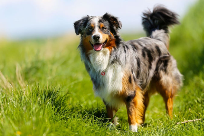 Le Berger Australien : un chien bosseur